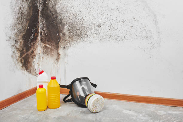 Mold Remediation for Rental Properties in Fairfax, VA